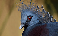 Western Crowned Pigeon (Goura cristata)